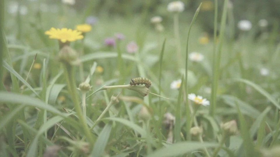 Jak rozpoznać gąsienicę bezpieczną dla roślin?