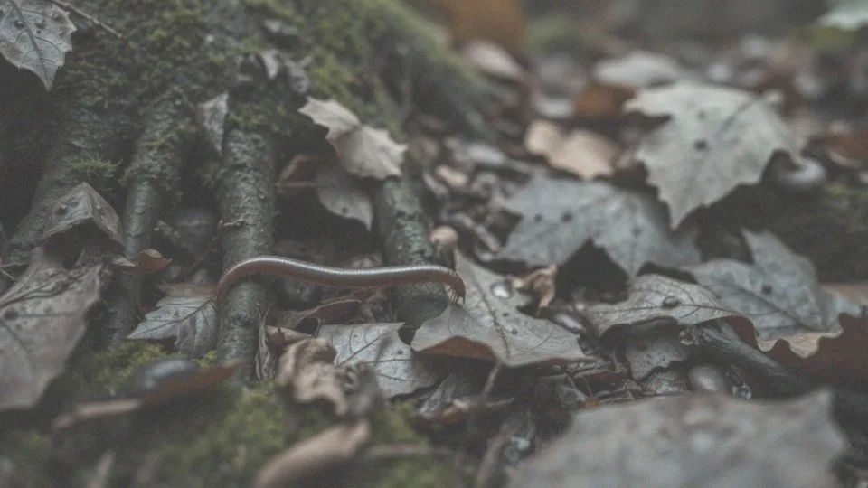 Co to są pareczniki i jak się różnią od stonóg?