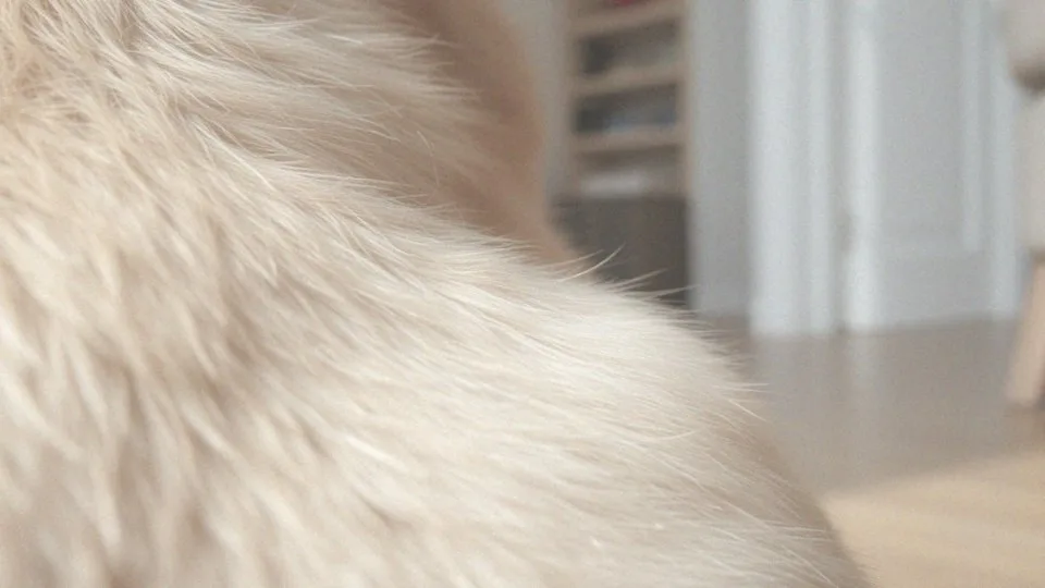 Jakie są skutki uboczne stosowania suchego szamponu dla psa?