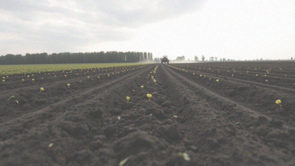 W jakim terminie powinno się wykonać oprysk na rzepak?