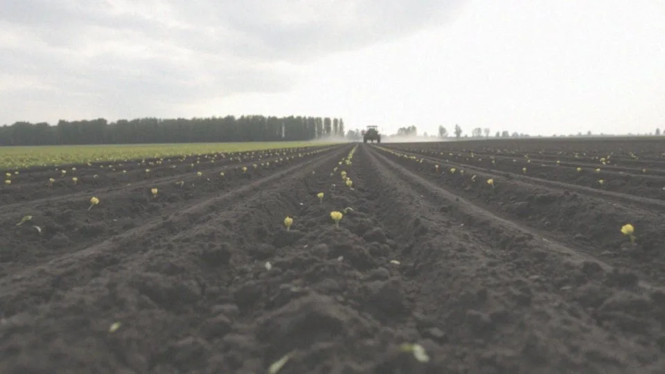 W jakim terminie powinno się wykonać oprysk na rzepak?