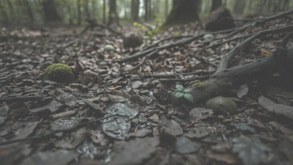 Jak stonogi i prosionki wpływają na ekosystem?