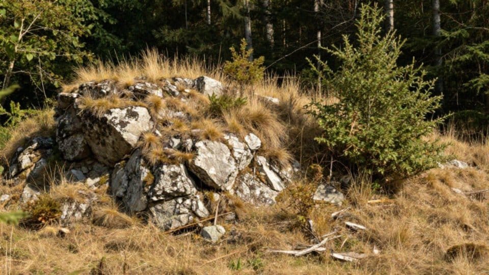 Które węże są rzadkie i chronione?