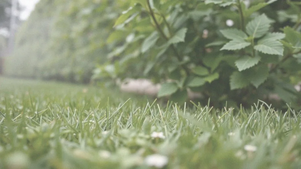 Czy Chwastox niszczy krzewy? Sprawdź, jak go stosować bezpiecznie