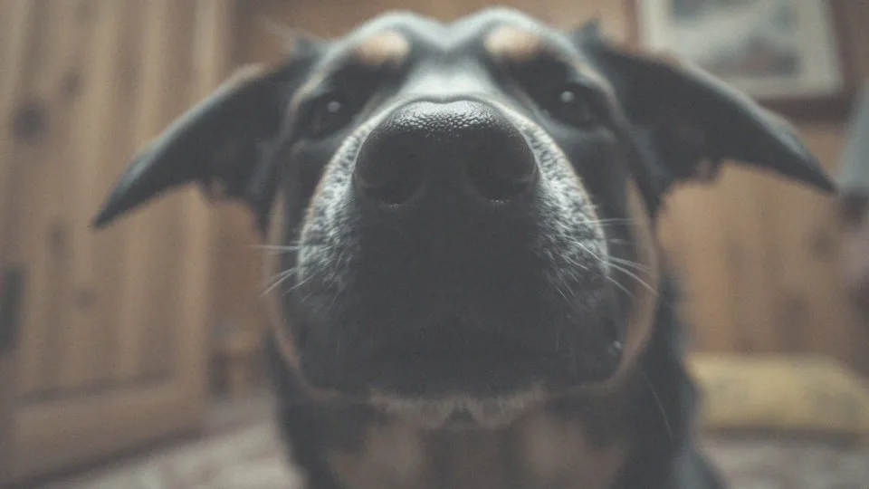 Pies kicha i charczy – co oznaczają te objawy zdrowotne?