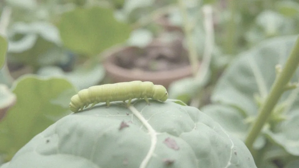 Zielona gąsienica – jaki motyl z niej powstaje i jak ją rozpoznać?