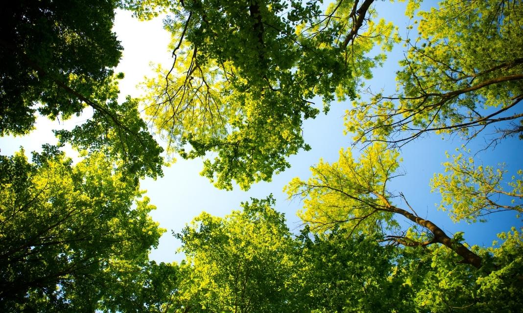 Znaczenie Drzew w Białymstoku: Dlaczego Są Sercem Miasta?