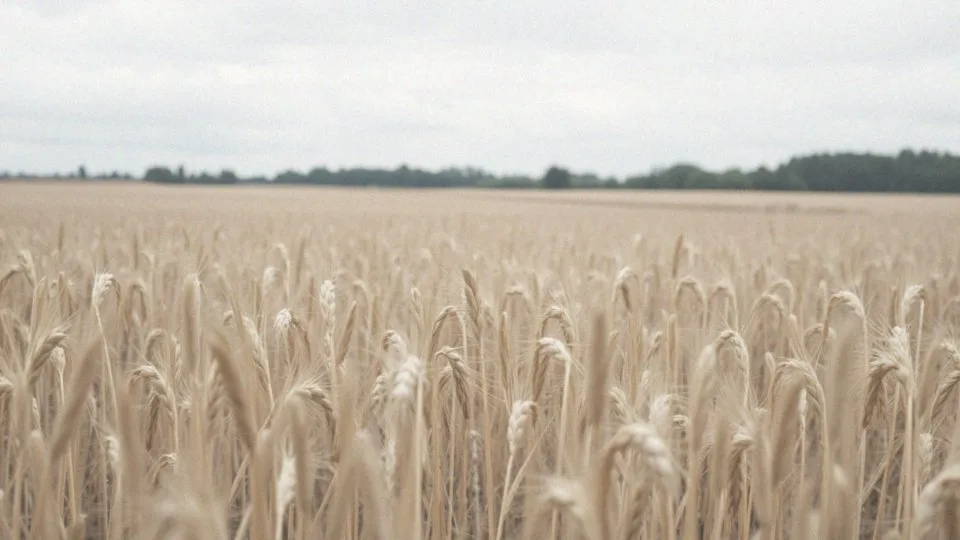 Zwalczanie owsa głuchego w owsie – skuteczne metody i herbicydy